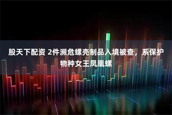 股天下配资 2件濒危螺壳制品入境被查，系保护物种女王凤凰螺